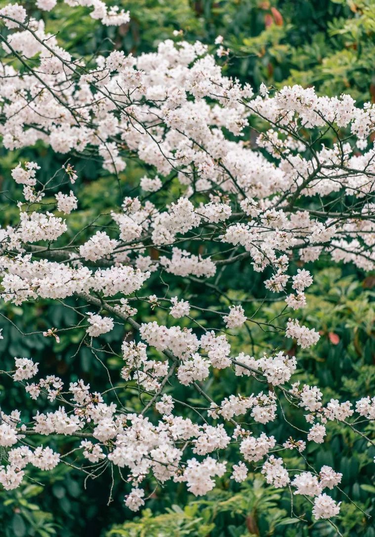 央视武汉樱花,央视新闻一起来看武汉樱花