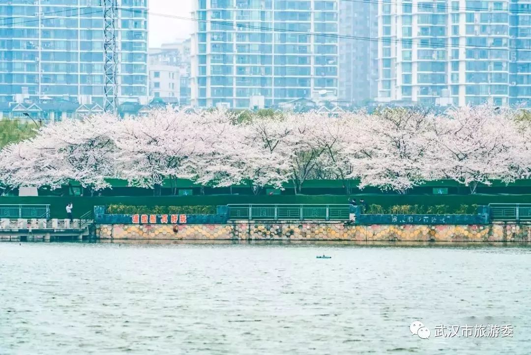 央视武汉樱花,央视新闻一起来看武汉樱花