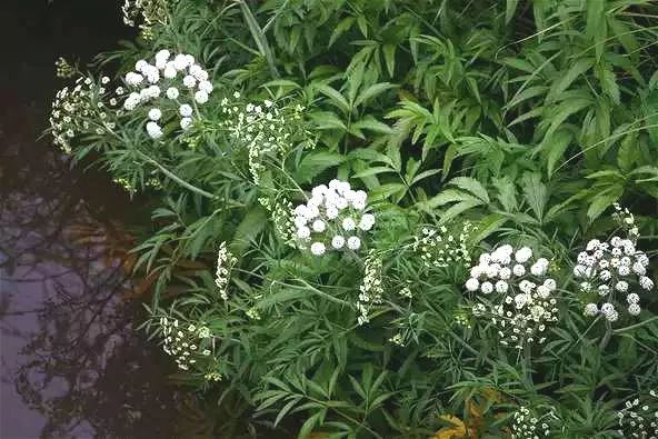 吃了街边买的“青菜”，一家三口急送医！这些菜清明常出没…