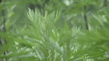 搜索过千万，肯德基喜茶都加入，2019青团大战谁是赢家？