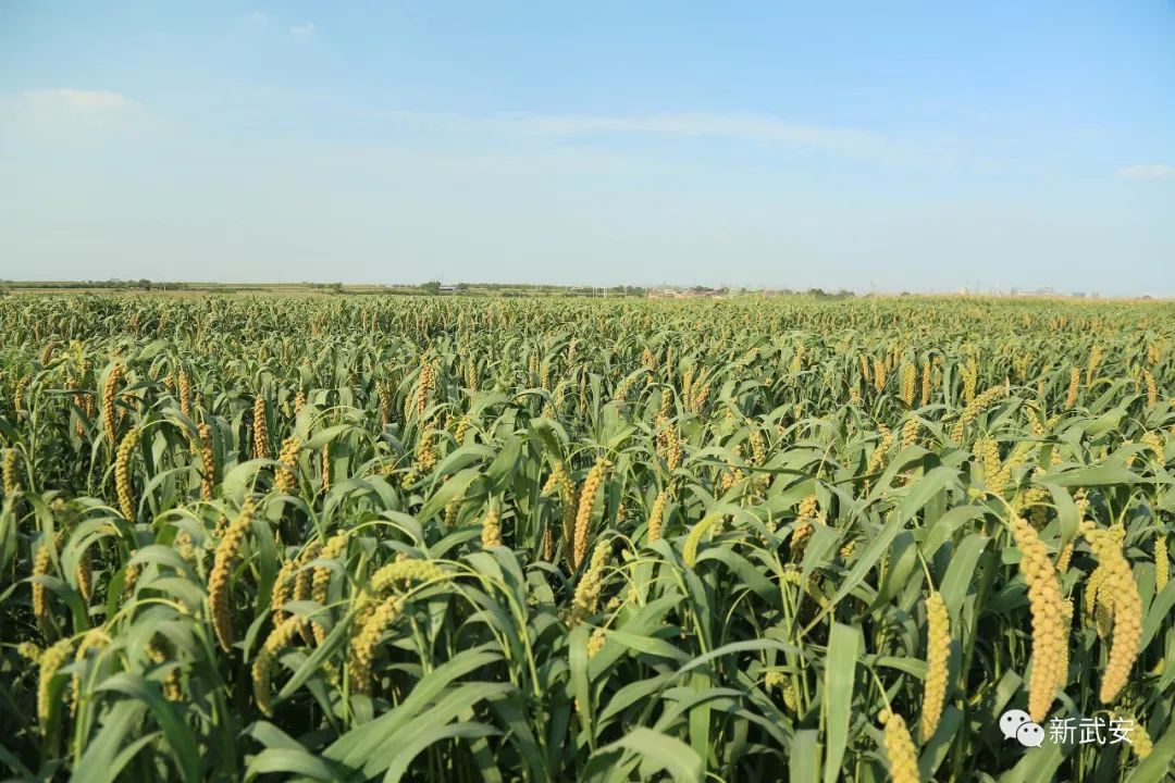 武安谷子,武安种什么农作物好