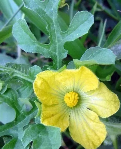 西瓜坐果干旱怎么补救,西瓜坐果了怎么让西瓜大