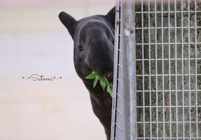 emoji吐舌头模仿挑战,emoji模仿挑战吐舌头
