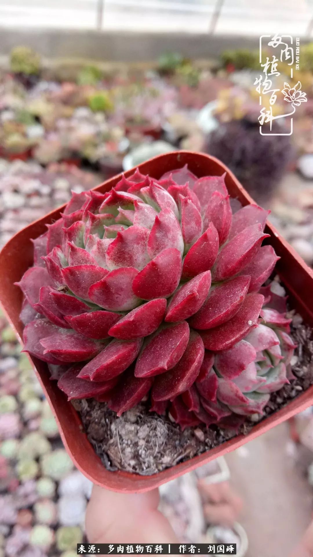 不学无术容易赚大钱,不学无术养多肉摇身一变资产过亿