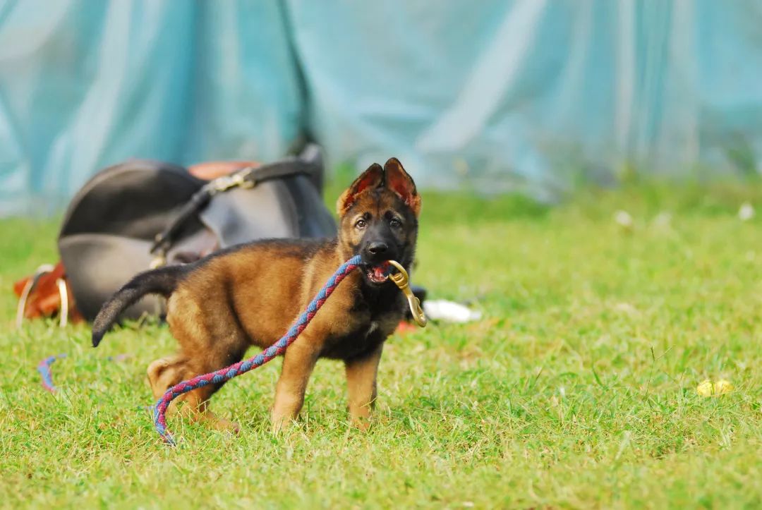 世界排名第一的德国牧羊犬,德国牧羊犬十大排名犬种