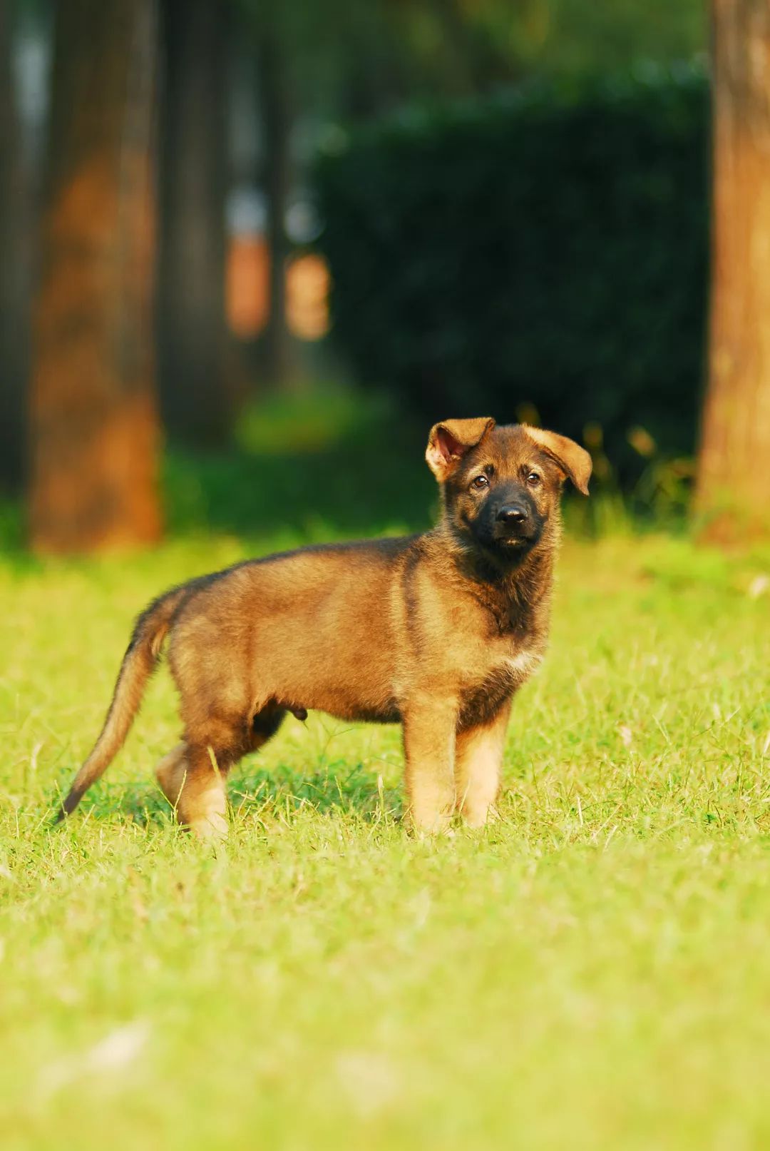 世界排名第一的德国牧羊犬,德国牧羊犬十大排名犬种
