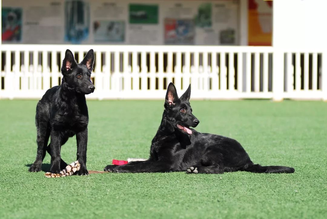 德国牧羊犬历史最重体型,世界上最顶级的德国牧羊犬