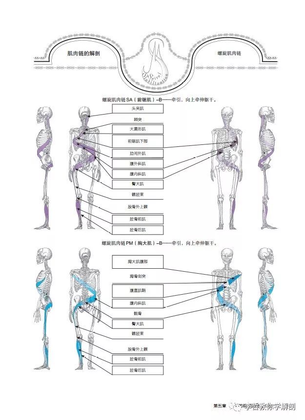 腰间盘突出脊柱侧弯康复训练,螺旋肌肉链训练治疗腰椎间盘突出