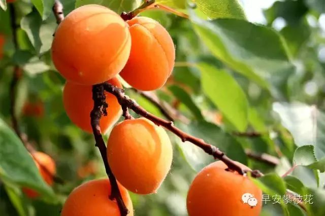 友好互推|攀枝花的吃货嗨起来！这11种水果将要排队上市啰！（内附时间及地点）