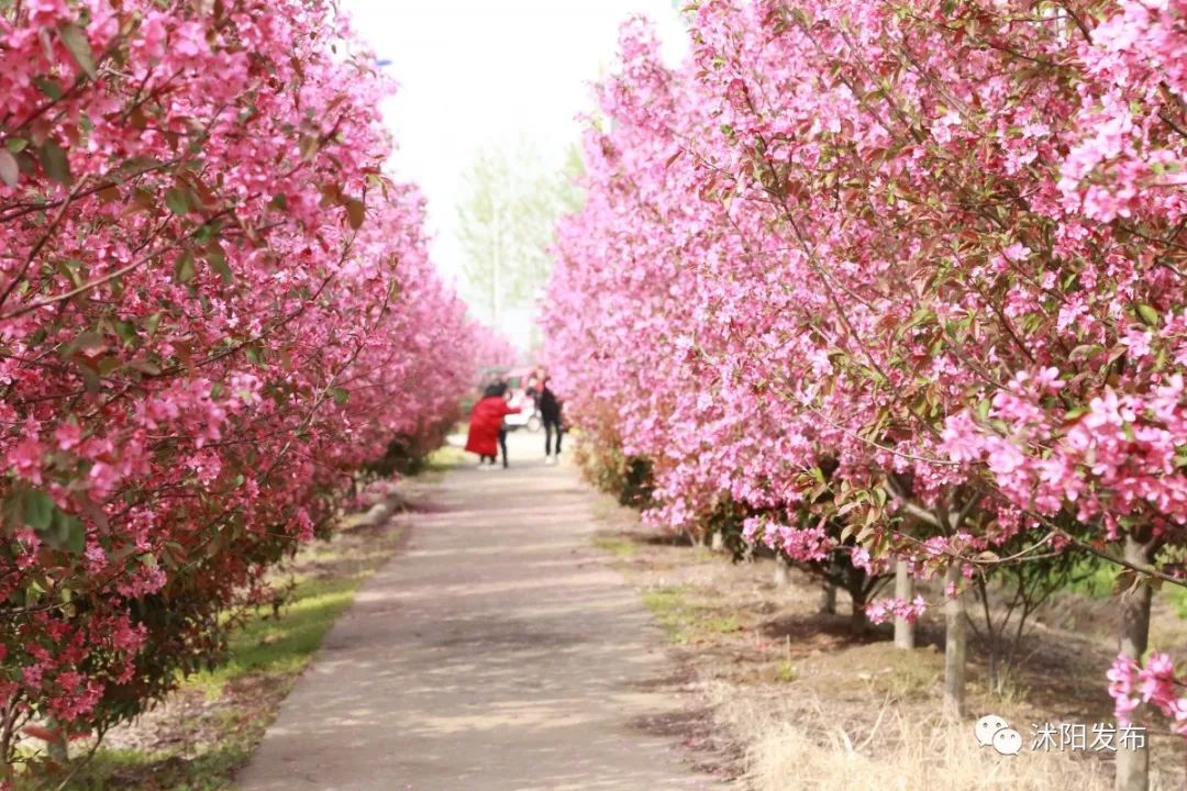 沭阳值得打卡的景区有哪些,沭阳最值得去的地方