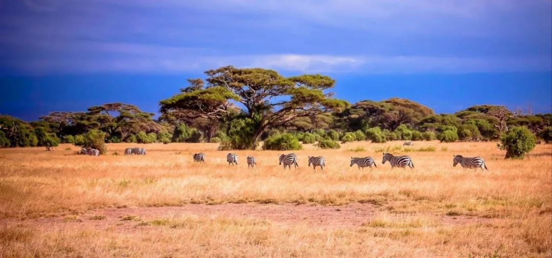 伴随着狂野奢华，用不一样的视角打开动物天堂