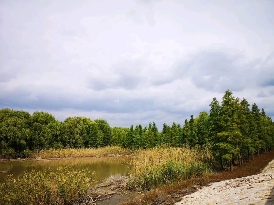 结棍！这个春天，是崇明撑起了魔都的体面！