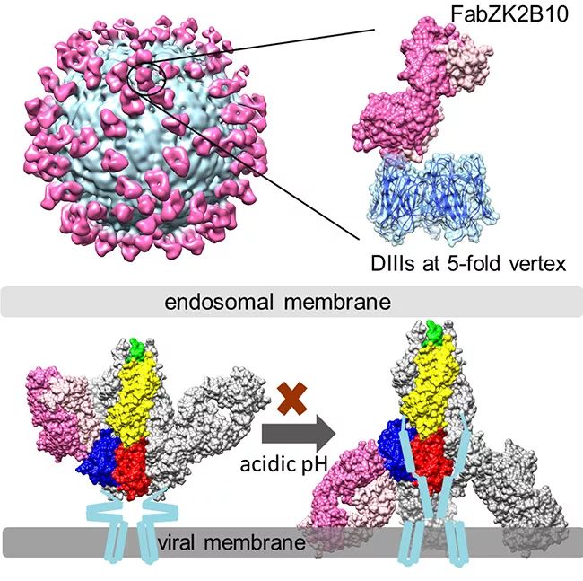 最新科研成果查询,生物材料前沿科研成果