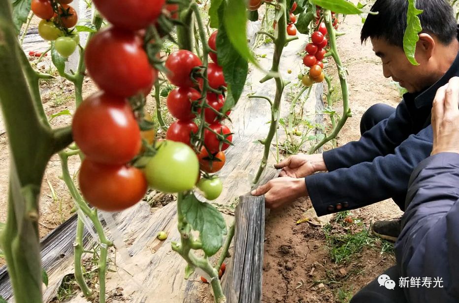 绾彴鑿滃啘,瀵垮厜绾彴鑿滃啘