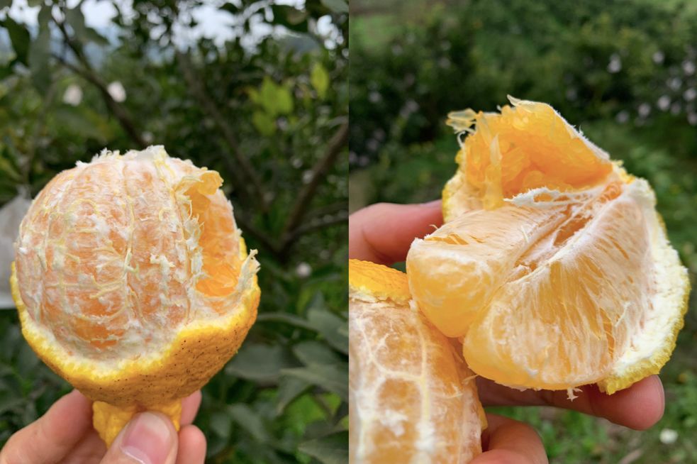 又脆又甜又多汁的水果,皮薄甜脆的水果