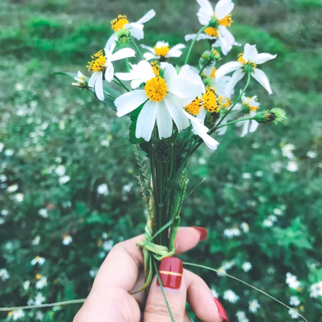 番禺最有代表性的植物是什么,农村到处都有的这种草竟然是个宝