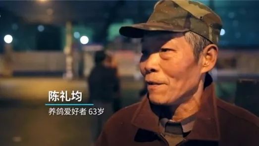 上海养鸽人视频,养鸽子上海人