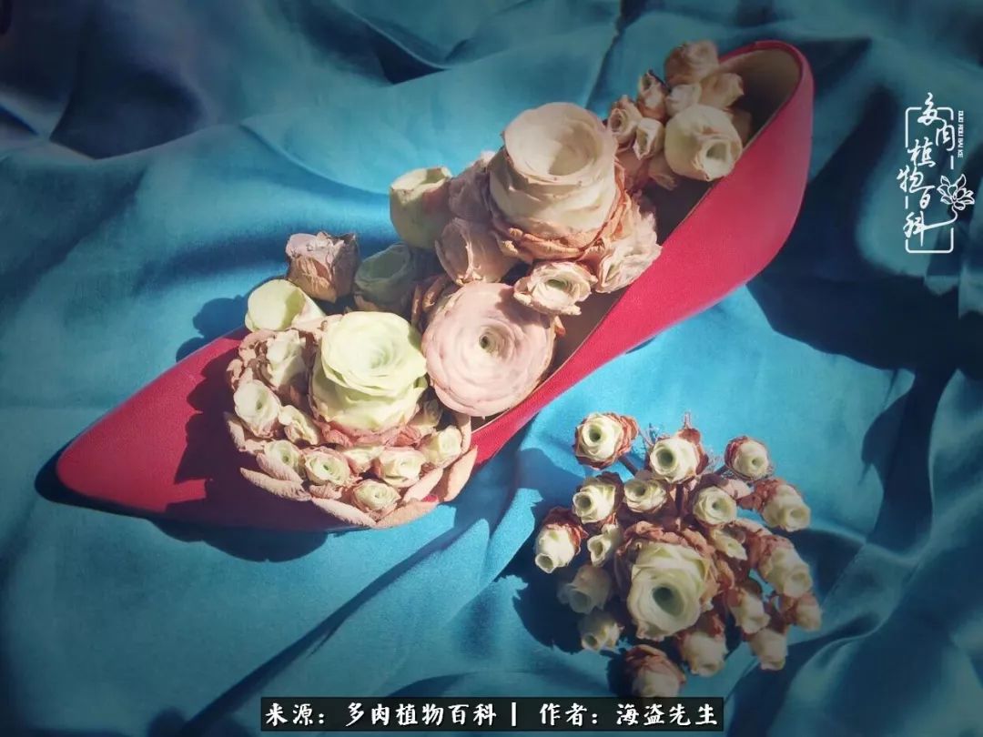 多肉山地玫瑰长了白粉病怎么办,山地玫瑰养花小知识