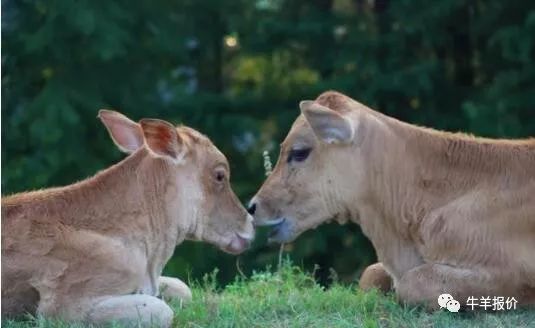 防止母牛流产的最佳方法,母牛流产的原因和解决办法
