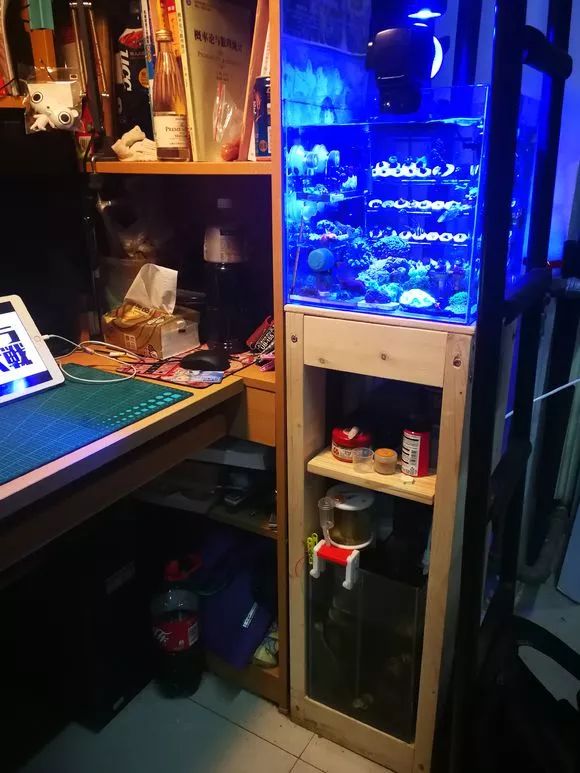 学生党20厘米小缸,学生后生可畏