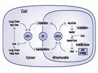 为什么左旋肉碱要配合运动,左旋肉碱配合有氧运动瘦得快吗