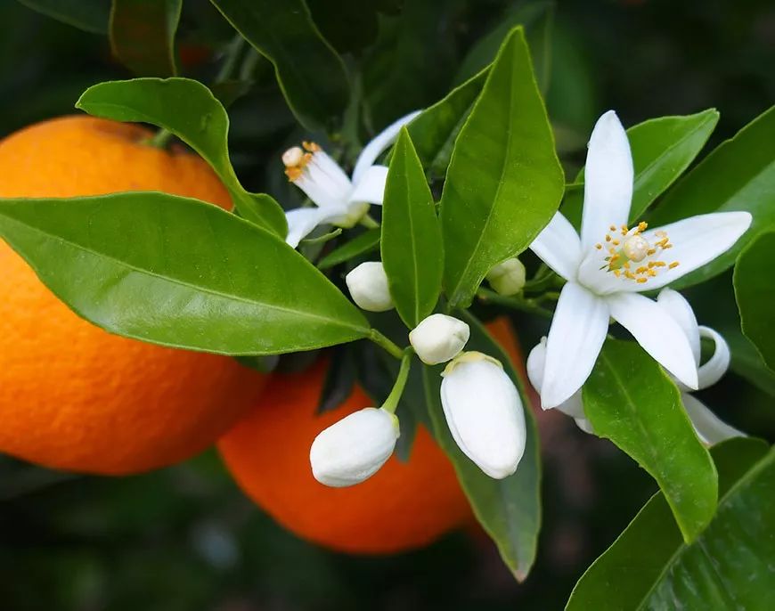 新西兰高端沙龙专用，2秒1喷，增发从“根”开始