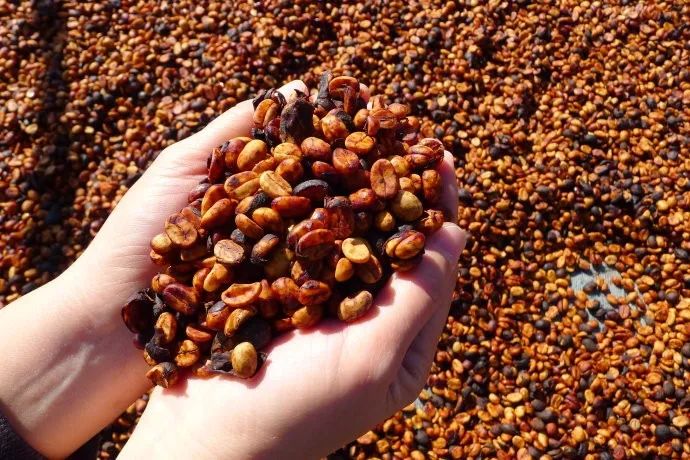 黑蜜和黄蜜咖啡区别,咖啡红蜜黑蜜