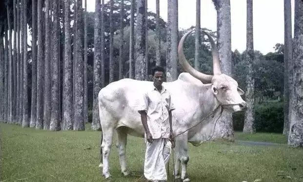 牛品种最好是哪个品种,适合生产雪花牛肉的中国牛品种