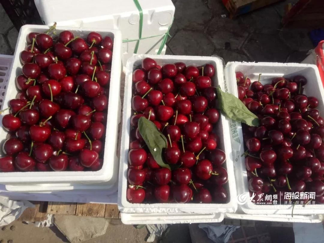 高价大量收购香椿,大量收购香椿树果子