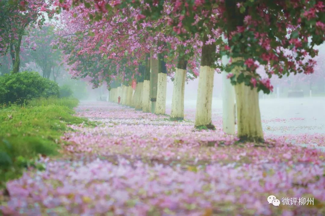 2021柳州市政府工作计划,柳州市2020年政府工作报告