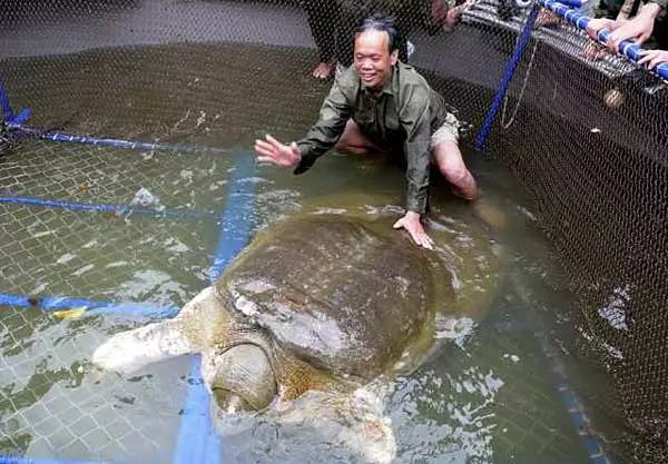 中国唯一一只斑鳖,全世界的斑鳖灭绝了吗