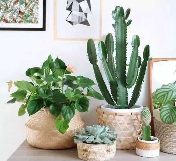 过期药片可以直接放在花盆里吗,过期药片放在花盆里怎么办