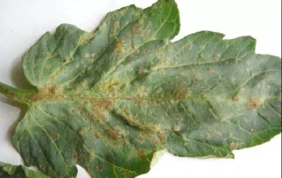 真菌细菌病毒辨别小技巧,快速识别病毒和细菌方法