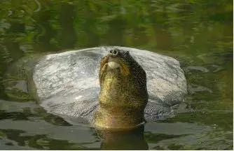 自然界灭绝的真实现象,我们亲眼目睹了灭绝