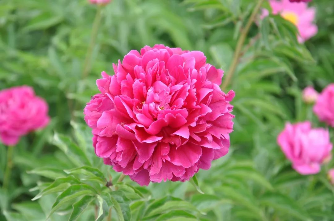 芍药花开清香袭来