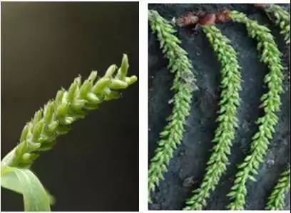 为了替你出气，我们给讨厌的杨柳絮来个“以暴制暴”