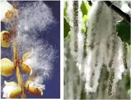 为了替你出气，我们给讨厌的杨柳絮来个“以暴制暴”