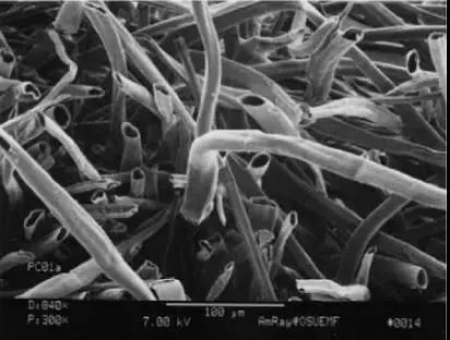 为了替你出气，我们给讨厌的杨柳絮来个“以暴制暴”