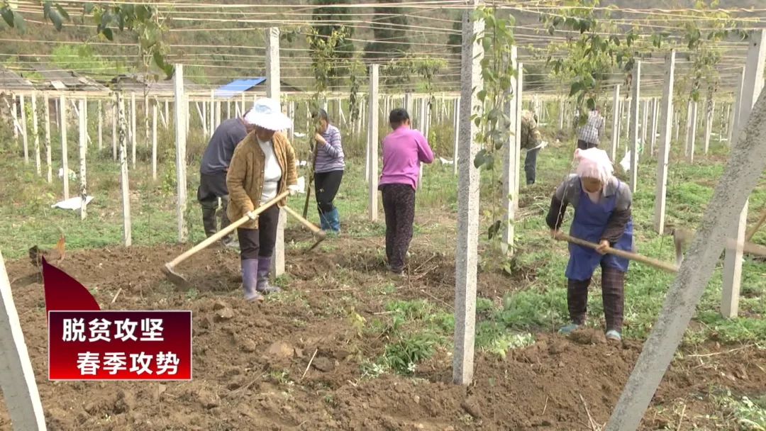 八月瓜，成为一碗水乡村民的增收“致富瓜”
