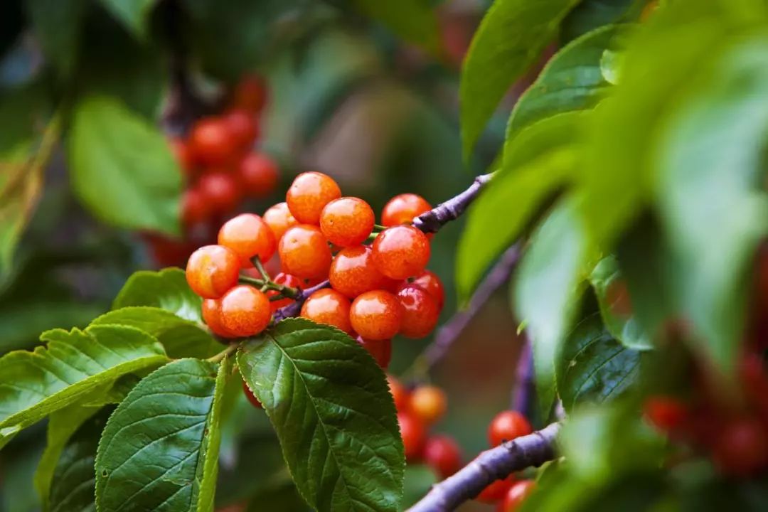 又一年樱桃采摘季,一年一度的大樱桃采摘模式已开启