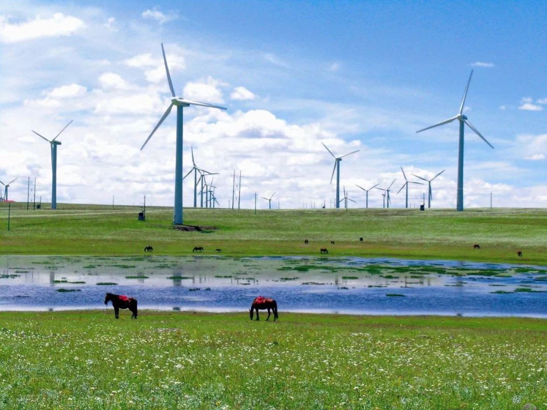 牛原本个人资料,内蒙古主要有哪几种牛