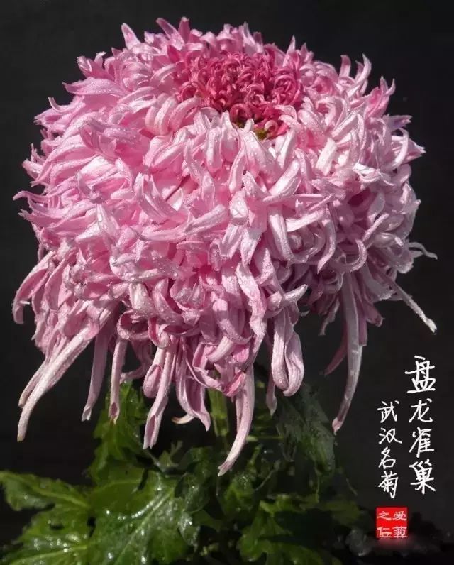 80种最美菊花高清图片,最具欣赏价值的菊花
