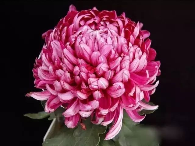 80种最美菊花高清图片,最具欣赏价值的菊花