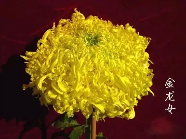 世界最美菊花图整整80种太珍贵了,世界上最美的菊花叫什么名字