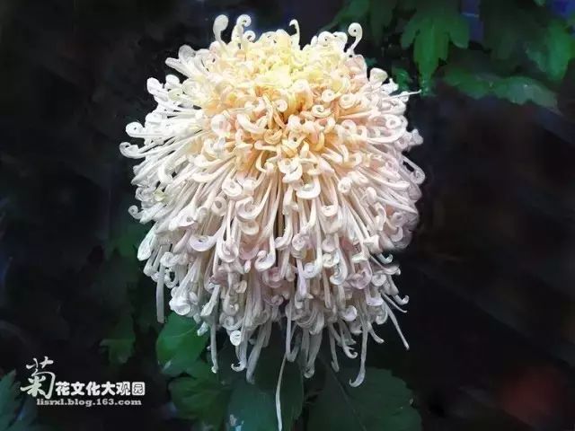 80种最美菊花高清图片,最具欣赏价值的菊花
