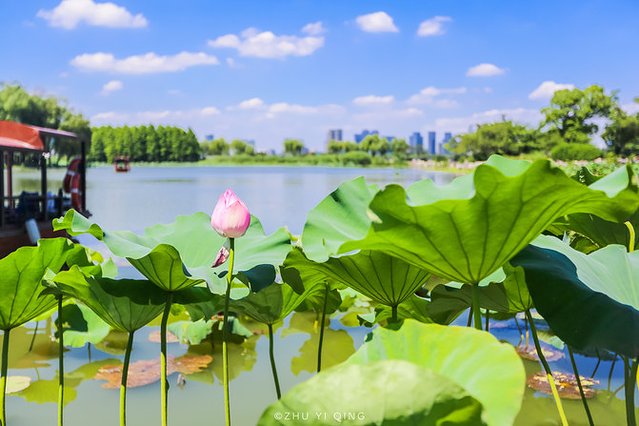 无锡赏花一日游,无锡春日樱花旅游攻略
