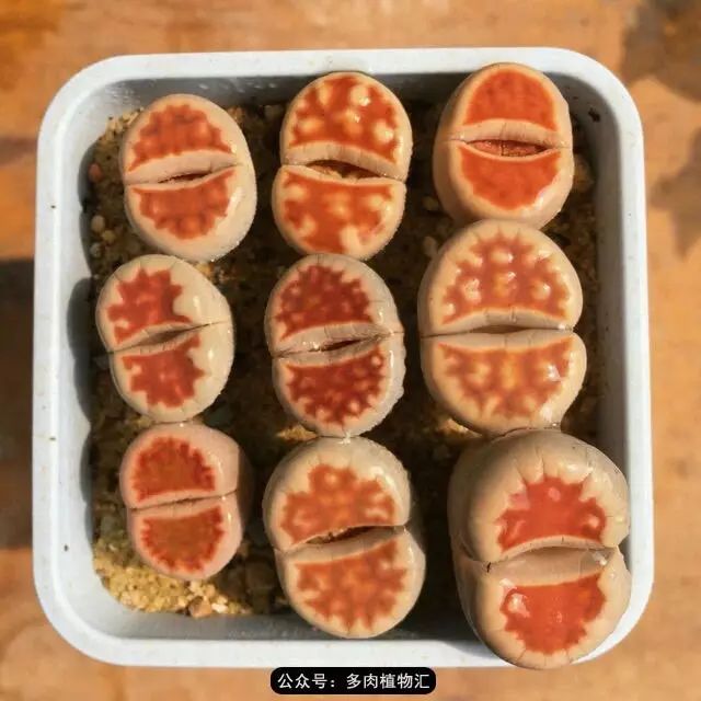 听说这段时间，肉友都在疯狂手撕屁屁？别了吧，再撕屁屁就烂了！