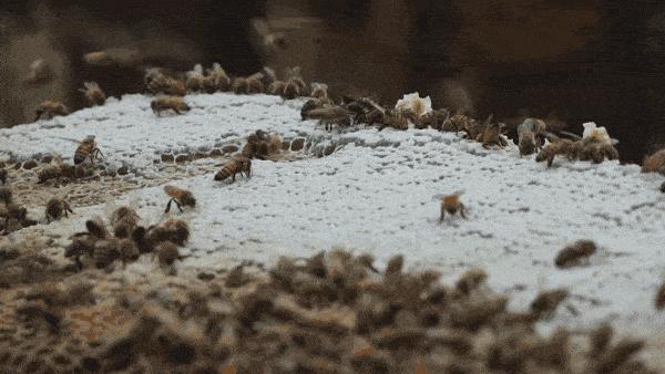 【静夜有声】重读经典《荔枝蜜》