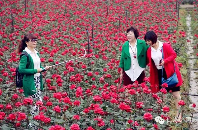 不必远行自有风景,不必远行在家度假