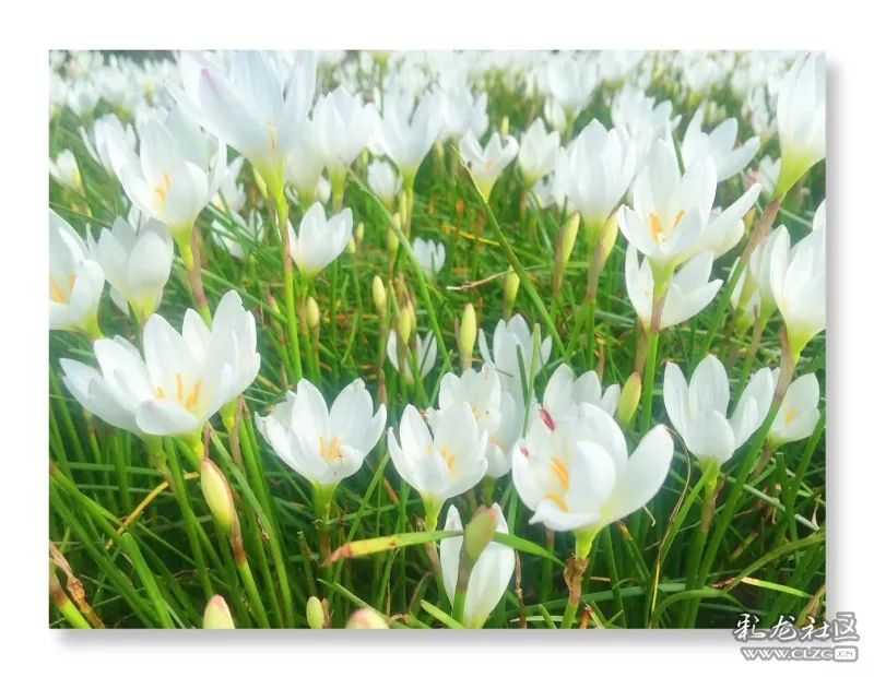 云南昆明花之都鲜花,昆明鲜花之都